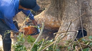 Sangat menegangkan proses pemotongan pohon Trembesi ditanah miring edisi pohon ke 2