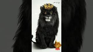 صور الاسد الملك خلفيات lion king HD screenshot 4