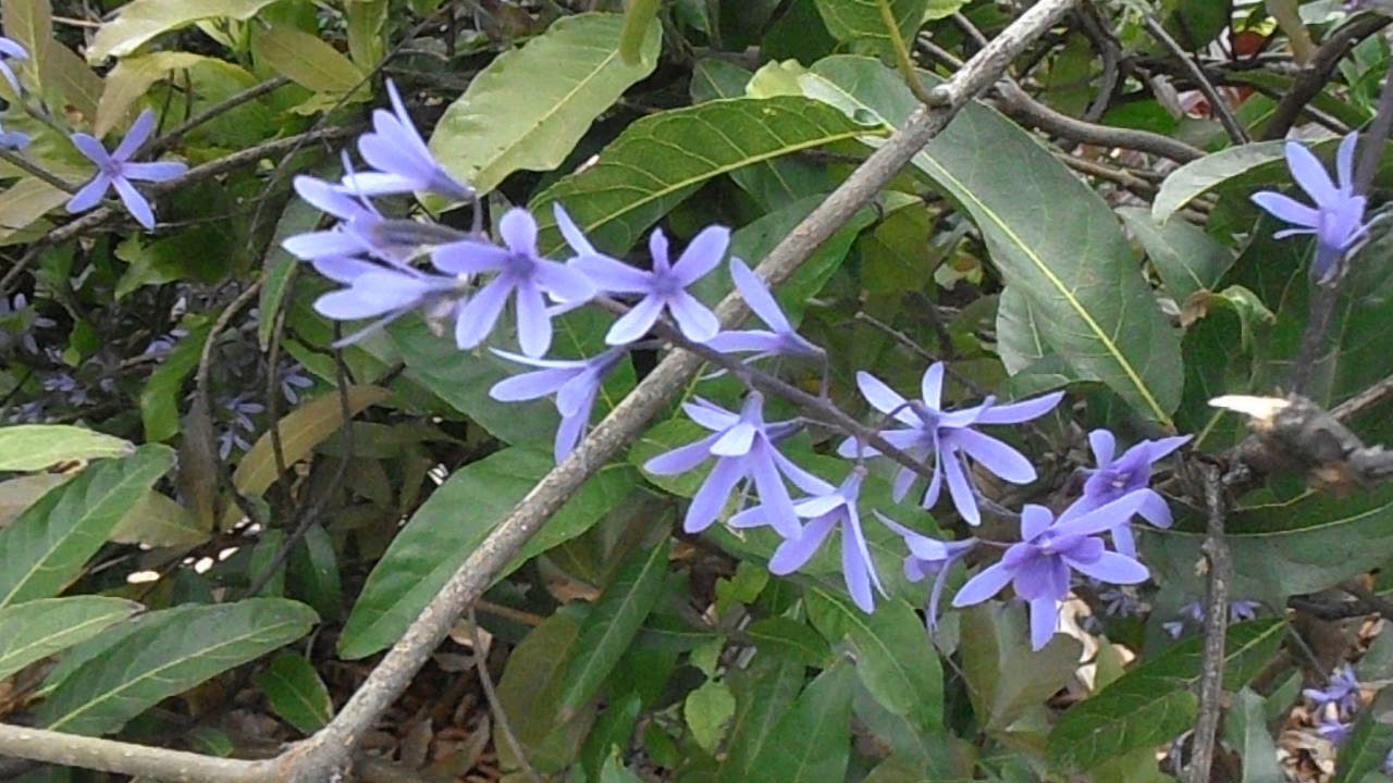 Machiguá: Petrea volubilis (www.riomoros.com) 
