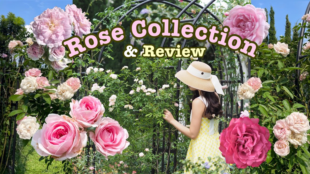 EP.51 Rose Collection & Review พาชมและรีวิวกุหลาบทั้งหมดที่มีในสวน!