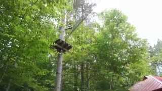 Arbre En Arbre Lac Mégantic