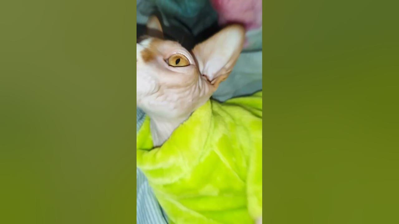чипи чапа, и в итоге чипапи🐒 - YouTube