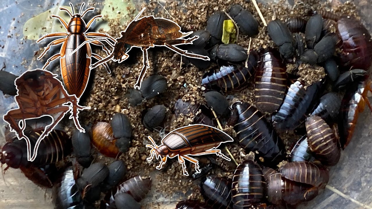 Looking insects,Cockroaches,bugs Under the Rock