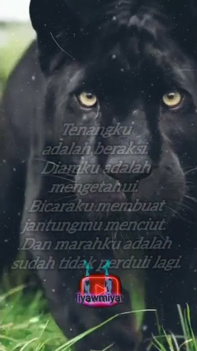 story wa macan kumbang. zigzag. #khodamleluhur #katakatabijak