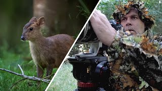 Using a 3D Camo Suit for Wildlife Photography - Muntjac Deer