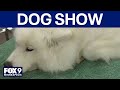 Land O'Lakes Dog Show runs through Sunday