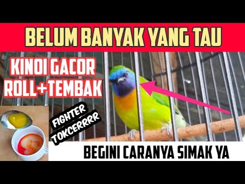 CARA MERAWAT BURUNG KINOI AGAR CEPAT GACOR