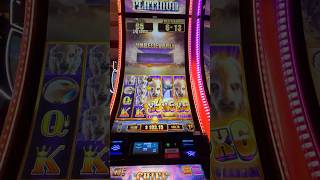 Buffalo Chief Platinum!  big 100x win!