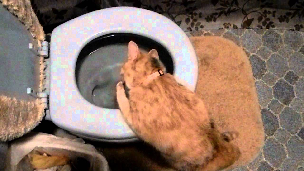 Cat drinking...from a bowl??!!??!! YouTube