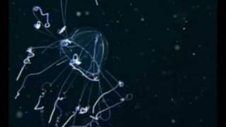 Cocteau Twins, Quisquose