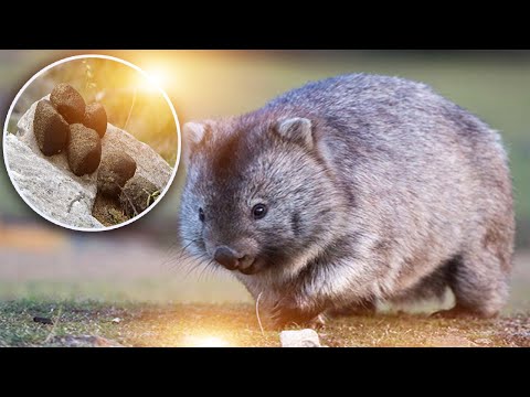 Vídeo: Por Que O Cocô Do Wombat é Em Forma De Cubo