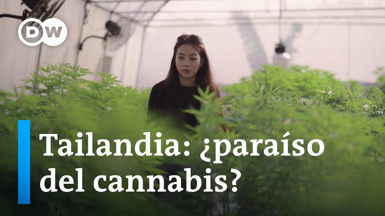 La industria del cannabis en Tailandia