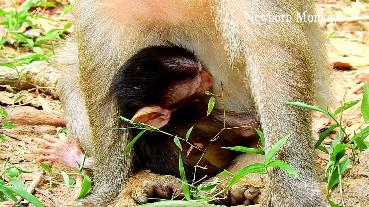 Cute Baby Monkeys Quinton