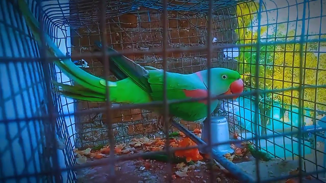आज तो क्या क्या बोल रहा है ये तोता ।। Parrot talking 😅 