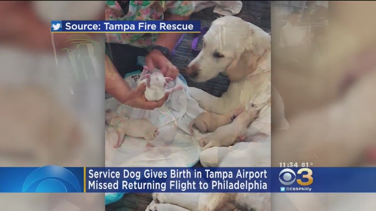 Service Dog Gives Birth In Tampa Airport - YouTube