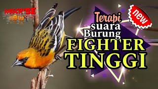 TEMBAKAN LIAR || KOMBINASI MASTERAN BURUNG LOMBA PALING LENGKAP DAN JERNIH || JAM KICAU