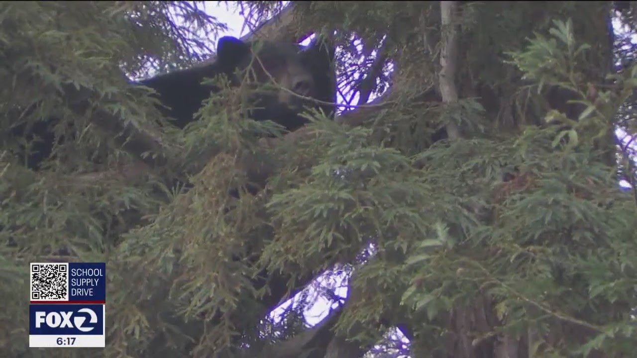 Mama bear and her cubs spotted in Novato park - YouTube