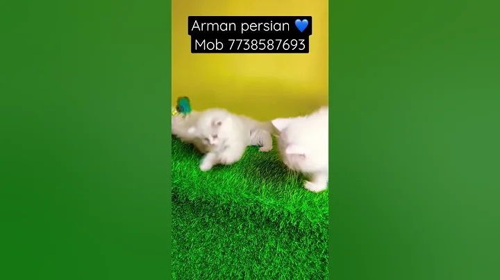Watch the video about Persian cats for sale 🤍
