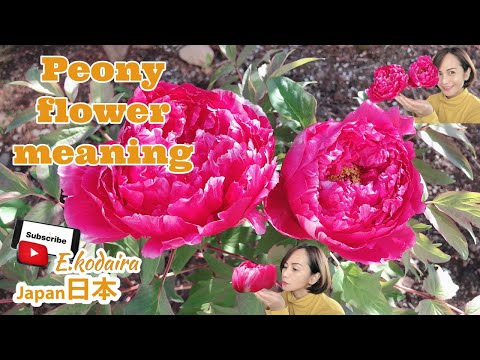 Video: Niyə Peonies çiçək Açmır