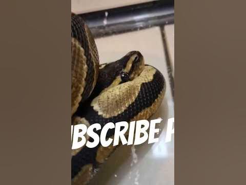 WHY YOU SHOULDNT BUY SNAKES FROM PETCO!!! #reptiles #snakes #animals #