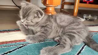 Scottish Fold Kittens Cleaning Themselves (Funny Kitten Video) by Kitten Show 218 views 2 years ago 2 minutes, 11 seconds