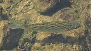 1090213七堵友蚋溪台灣白甲魚（Onychostoma barbatulum）