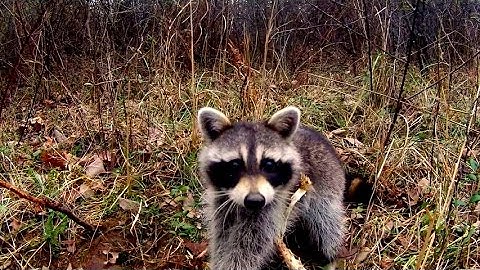 Trapping/ checking the line