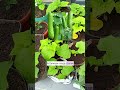 Réussir ses gros semis de Butternut et Bidao (courge cireuse) 🎃 #jardinage #potager #lejardinfacile