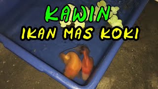 CARA MENGAWINKAN IKAN MAS KOKI