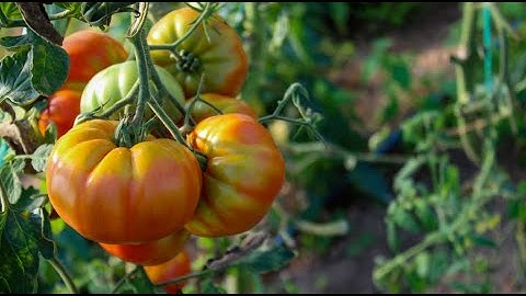 Why Wont My Tomatoes Turn Red? 13 Tips For Ripening Tomatoes On The Vine