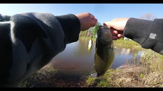 Spinnerbait Is Doing All The Work!!! (Crazy Pond Action)