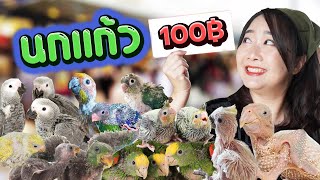 นกแก้ว100฿!! ตลาดจตุจักร2022 Ep.250