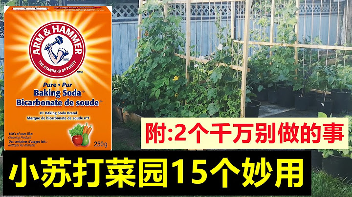 你不知道的小蘇打菜園15個妙用, 最強殺菌殺蟲劑配方, 防治白粉病黑斑病, 2個謠傳 15 Magic Uses of Baking Soda plus 2 Myths You never know - 天天要聞
