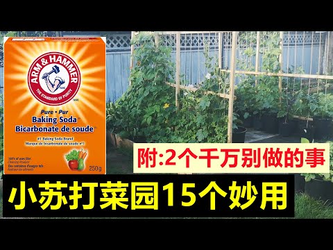 Top 15 Magic Uses of Baking Soda plus 2 Myths You never know 你不知道的小苏打菜园15个妙用, 杀菌杀虫剂, 防治白粉病黑斑病, 2个谣传