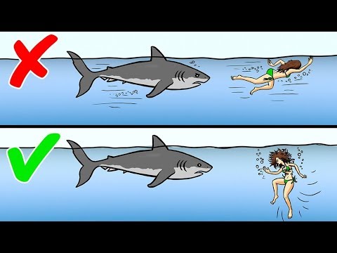Video: Cómo Comportarse Al Encontrarse Con Un Tiburón