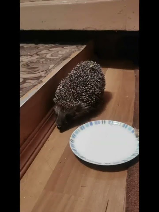 ёж🦔#фырфыр#жизньвдеревне🐛 - YouTube