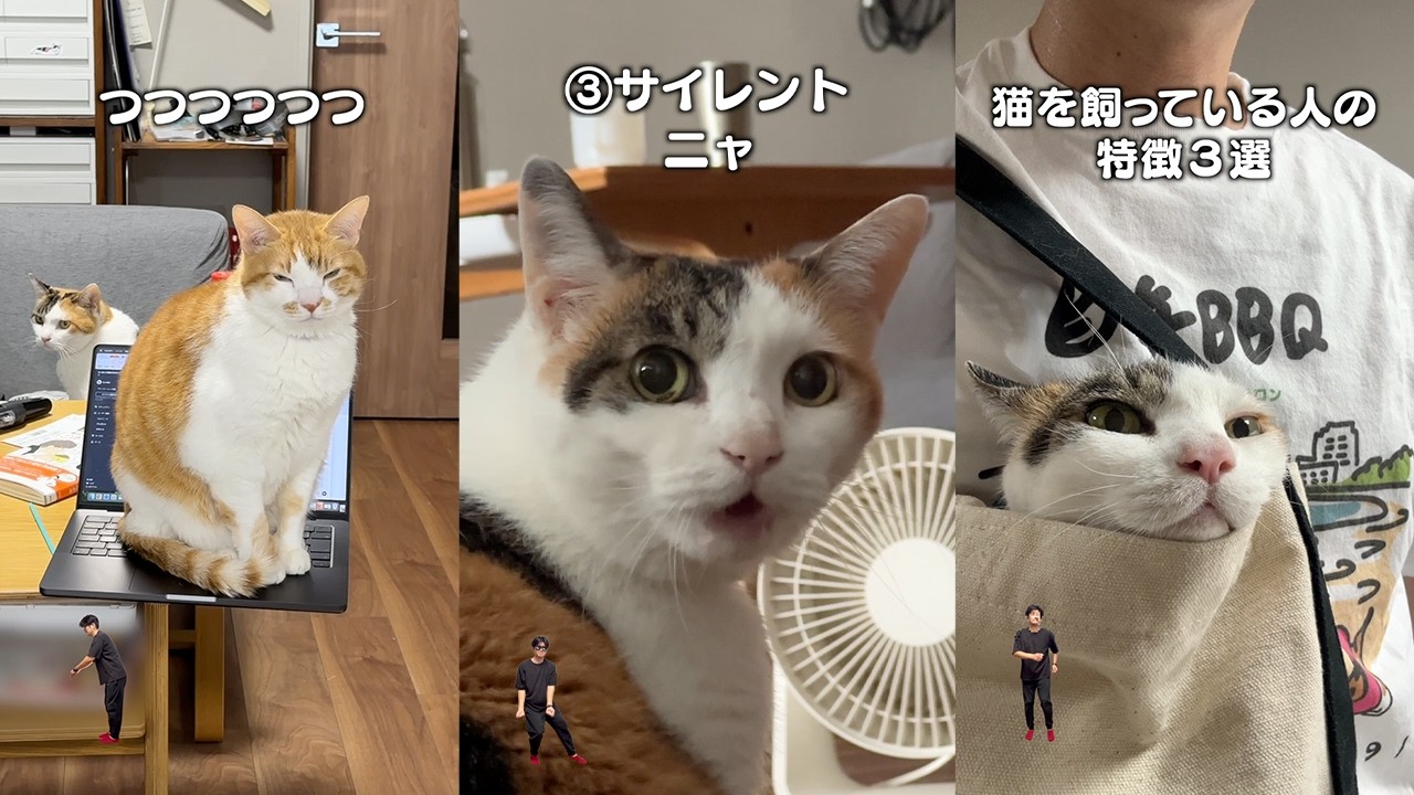 7 things only cat owners will understand - YouTube