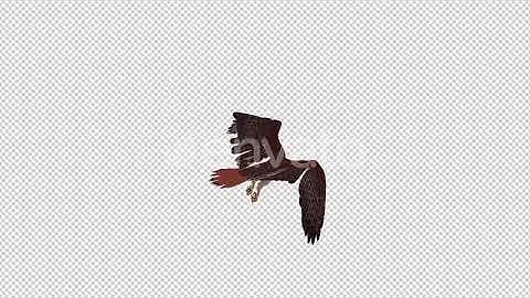 Red Tail Hawk - 4K Flying Loop - Back Angle | Motion Graphics - Envato elements