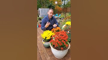 3 Ways to Overwinter Your Potted Mums 😀