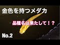 金色？茶色？このメダカの品種名は何？ 個人事業開業7年目