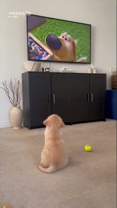 funniest-dog-breeds-reddit-youtube
