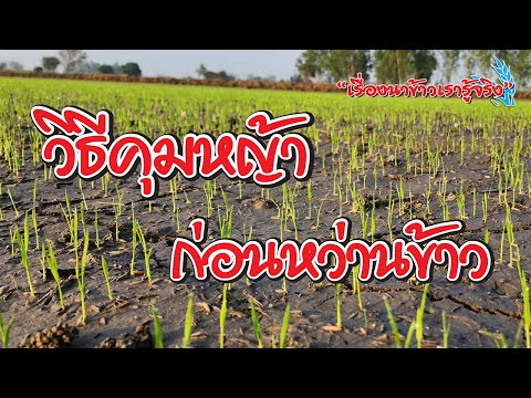 วีดีโอ: การใช้ซังข้าวโพดเป็นวัสดุคลุมดิน - วิธีการใช้ซังข้าวโพดสำหรับคลุมด้วยหญ้าแฝก