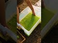 Making paper out of cow waste?! 🐄📝 #sustainable