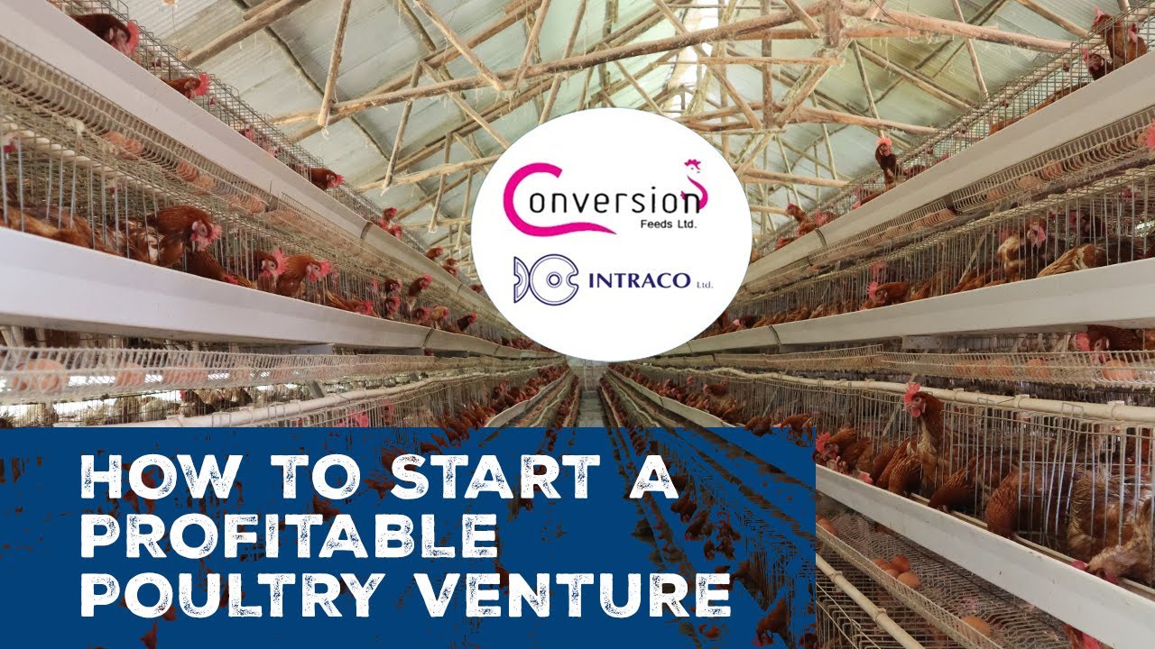 How to start a profitable poultry venture - YouTube