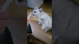미어캣 아니고 먼치킨설탕이 다용~♡ #먼치킨고양이 #cat #냥춘기 #개냥이 #고양이 #子ネコ #cute #먼치킨고양이키우기 #고양이 #neko #고양이일상 #고양이먹방