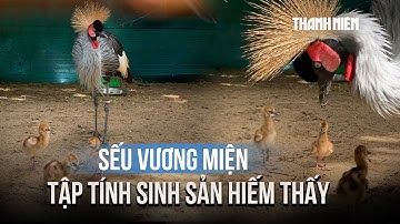 Thảo Cầm Viên lần đầu đón tin vui, sếu vương miện sinh sản thành công