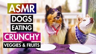 Dog ASMR Taste Test: Husky & Collie Eating Dried Veggies & Fruits by Our Fuzzy Pals 1,281 views 5 years ago 4 minutes, 27 seconds