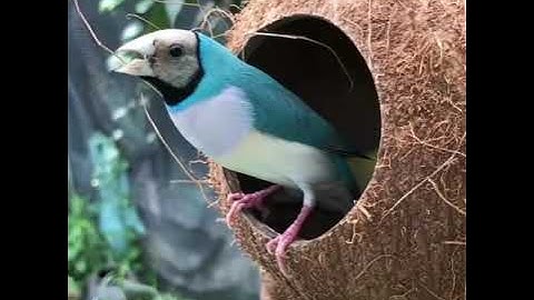 اذكار الصباح حالات واتساب مقطع انستغرام اناشيد دينيه خواطر اسلاميه فيديو صباح الخير ايه قرانيه مقاطع