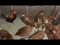 Куры молодки в нашем хозяйстве