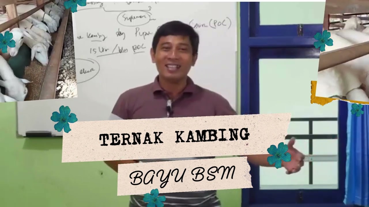 TERNAK KAMBING 3 TAHUN JADI MILYADER ALA BAYUDININGRAT BSM#bayudiningrat